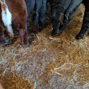 Meet your Posher, Payton